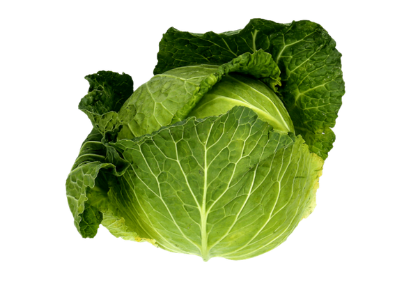 551104 COUVE LOMBARDO