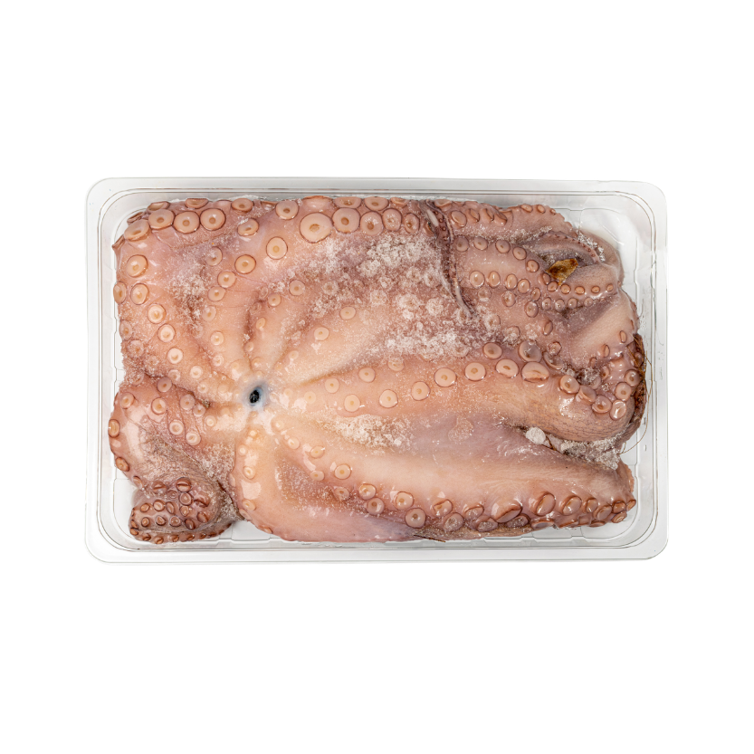 Moluscos e Cefalópodes