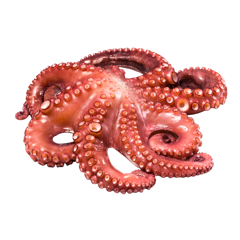 Polvo
