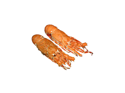 LAGOSTA COZIDA CUBA 400 460 CX10KG CONG