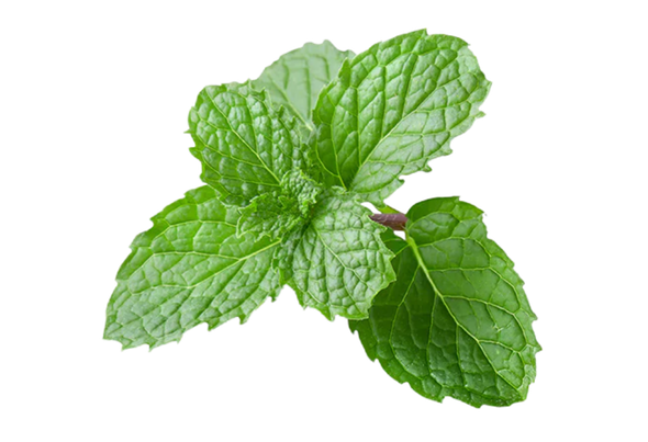 551114 HORTELA FRESCA