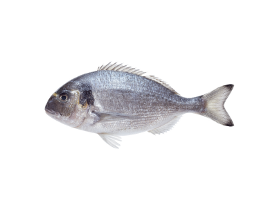 Pargo Mulato