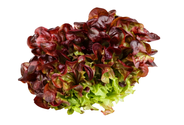 117097 ALFACE FOLHA DE CARVALHO