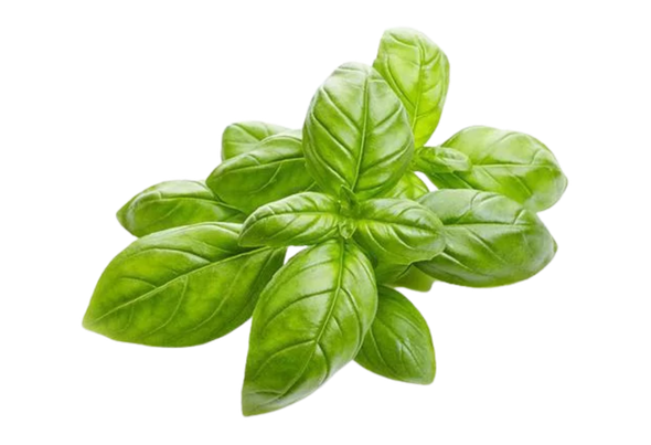 203656 MANJERICAO FRESCO