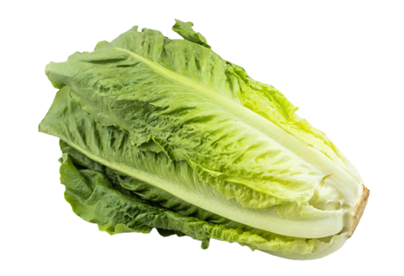 117099 ALFACE ROMANA