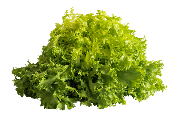 118445 ALFACE CHICORIA