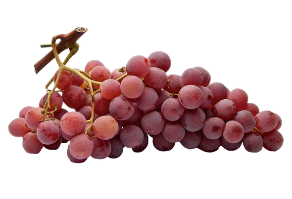 571880 UVA RED GLOBE