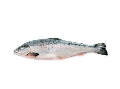 Salmão