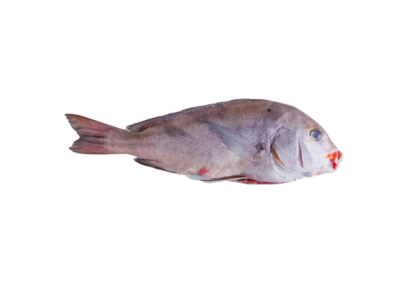 PARGO MULATO 0.5 1.5KG CX 10KG CONG