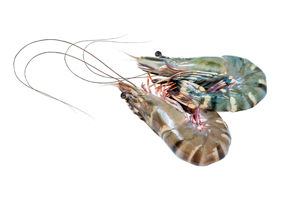 Camarao Black Tiger 16 20 Brasmar Distribuicao