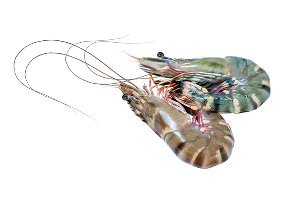 Camarao Black Tiger 16 20 Brasmar Distribuicao