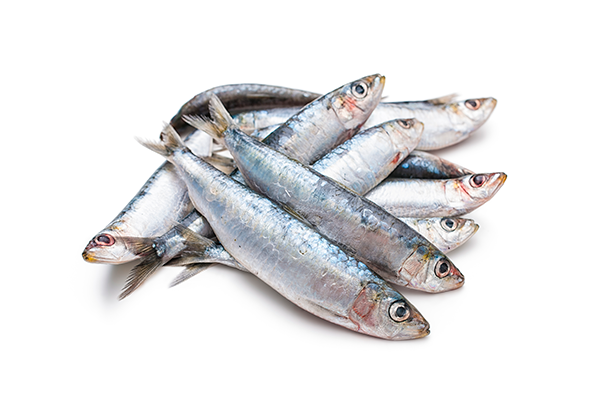 567221 SARDINHA 12 14 CX + 10KG CONG