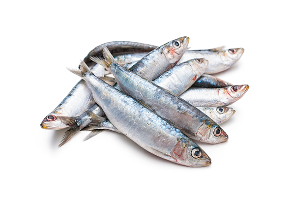 567221 SARDINHA 12 14 CX + 10KG CONG