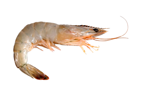 569172 CAMARAO C CABECA 41 50 CONG. ULTRAFISH