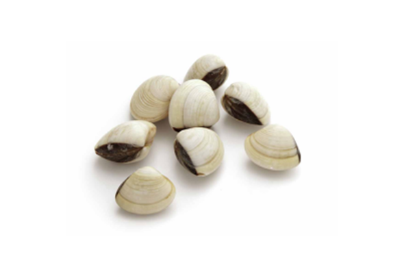 AMEIJOA VIETNAMITA 40 60 1 KG CONG