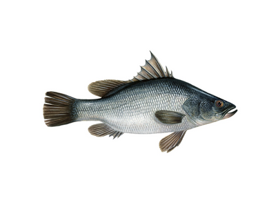 PERCA DO NILO 1 3KG CX 6KG CONG. EUR