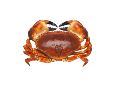 SAPATEIRA 800 1000 CONG