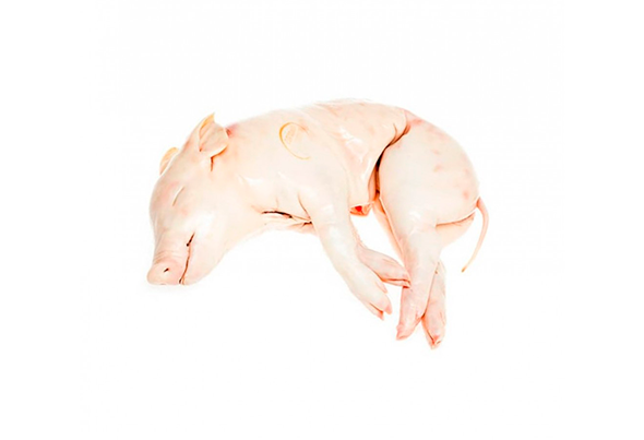 614850 LEITAO CONGELADO 4 6KG (KG)