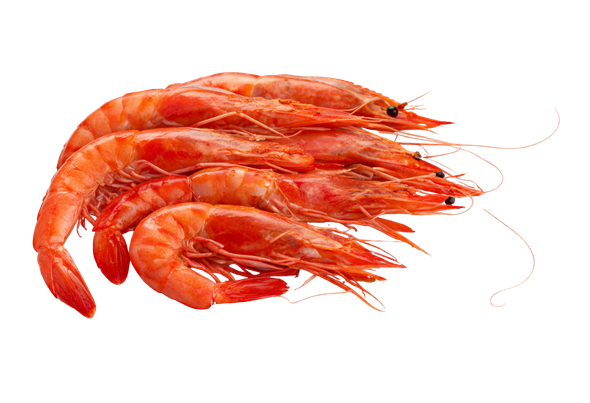 111016 CAMARAO L8 (100 150) EMB.1A2 KG CONG