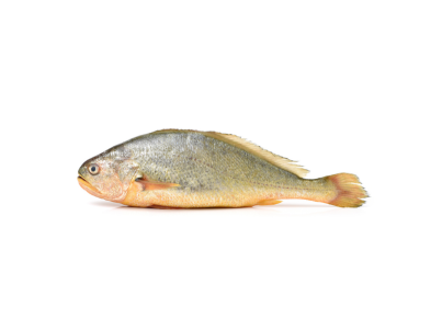 Corvina Amarela