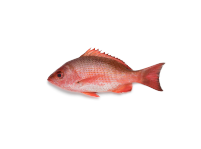 Red Fish