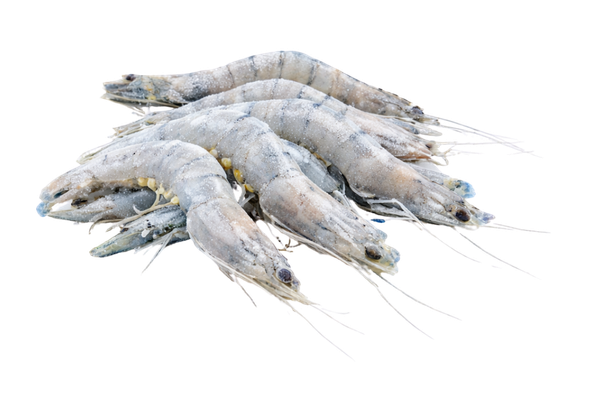 569171 CAMARAO C CABECA 31 40 CONG. ULTRAFISH