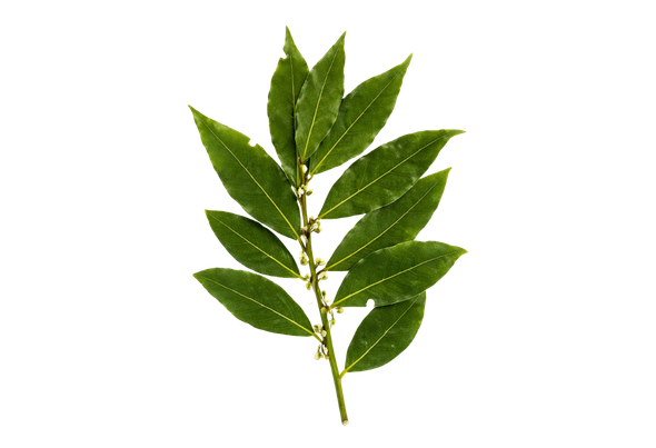 552313 LOURO EM FOLHAS