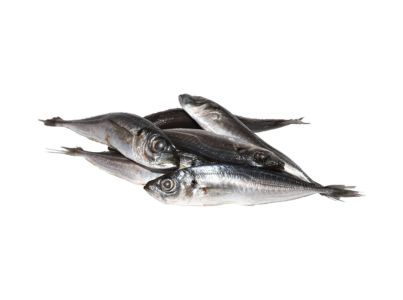 CARAPAU PEQ(CARAPAUZ)NEGRAO6KG CONG.EURO