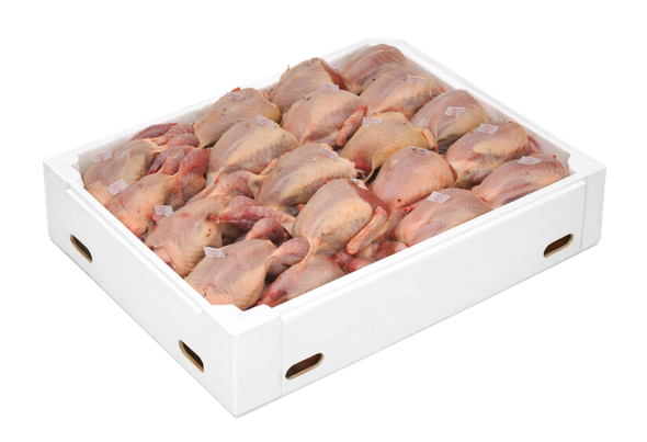 553418 CODORNIZES 100 GRS CONG