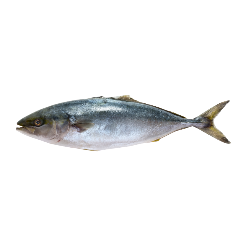 Peixe Congelado