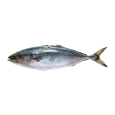 Peixe Congelado
