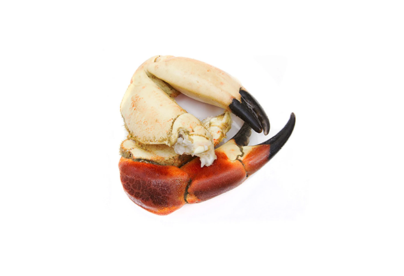 649078 BOCAS DE SAPATEIRA CX + 6KG CONG