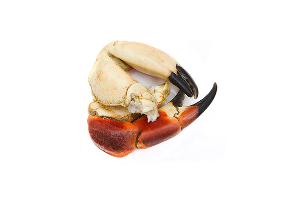 649078 BOCAS DE SAPATEIRA CX + 6KG CONG