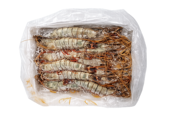 654010 CAMARAO TIGRE ALPHA 11 20 CG BRASMAR 2KG (2)