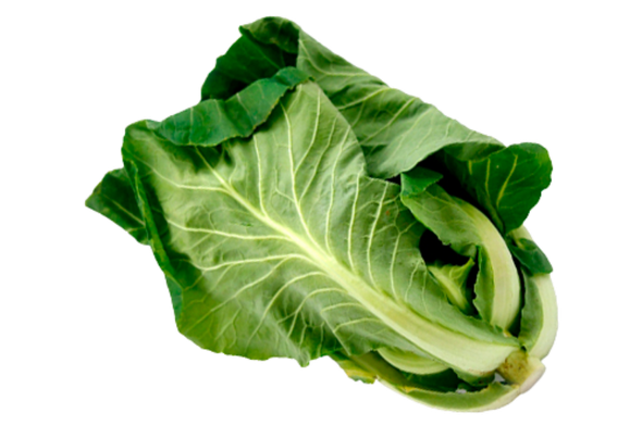 551106 COUVE PORTUGUESA PENCA