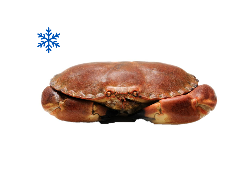 SAPATEIRA 600/800 CONG.