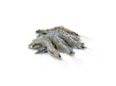 CAMARAO C/CABECA 31/40 CONG. ULTRAFISH