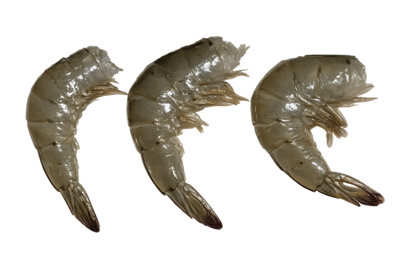 659906 CAMARAO S C 41 50 NATURES BEST CG CX17KG