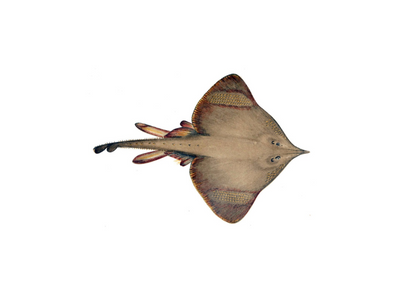 RAIA S P CX + 6KG CONG EUROCHEFE