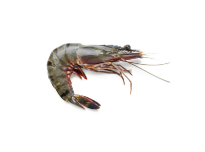 CAMARAO BANGLADESH BT 16 20 CX EMB 1KG